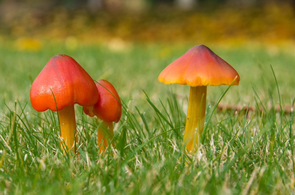 Mushrooms near Hickman Park, Edmonds, WA